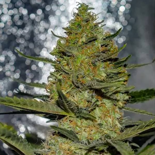 Gus Mints Seed > Vision Seeds | Feminized Cannabis   |  Indica